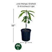 Mangifera indica 'Julie' Dwarf Mango Tree, Grafted Live Fruit Plant