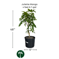 Mangifera indica 'Juliette' Mango Fruit Tree, Live Grafted Plant