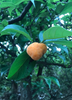 Artocarpus hypargyraeus, Rare Tropical Fruit Tree Kwai Muk - Live Plant