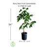 Averrhoa Carambola 'Kari Star Fruit' Tree, Grafted Live Plant