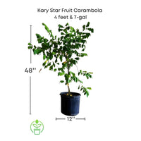 Averrhoa Carambola 'Kari Star Fruit' Tree, Grafted Live Plant