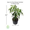 Mangifera indica 'Kiew Yai' Thai Mango Tree, Grafted Live Plant