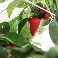 King Naga Pepper Seeds, High Heat Indian Garden Vegetables