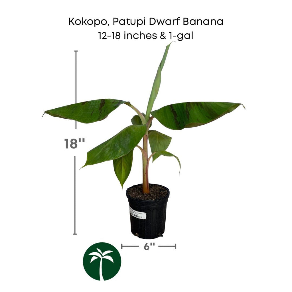 Kokopo, Patupi Dwarf Banana Live Plant