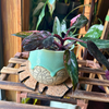 Kostr™ - Monstera Leaf-shaped  cork plant pot coaster