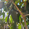 Kung Pao Pepper Seeds, Garden Vegetables
