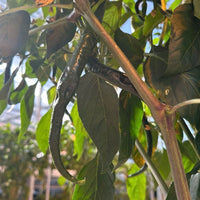 Kung Pao Pepper Seeds, Garden Vegetables