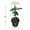 Ficus carica 'LSU Gold' - Sweet, Golden Figs, Live Fruit Tree