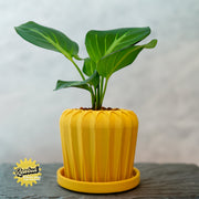 Lunar Bloom Plant Pot in Several Colors