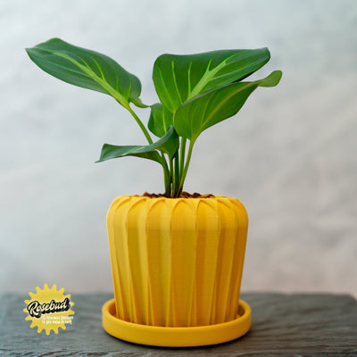 Lunar Bloom Plant Pot in Several Colors