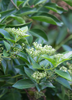 Premna serratifolia, Medicinal and Culinary La Cach - Live Plant