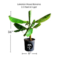 Lakatan Musa Banana Live Plant
