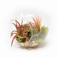 Large Hand-Blown Glass Terrarium with Tillandsia Red Abdita & Ionantha Guatemala