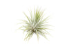XL Tillandsia Ionantha Guatemala Air Plants - Set of 10 or 20
