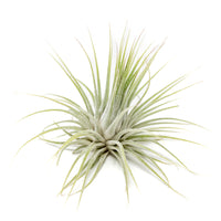 XL Tillandsia Ionantha Guatemala Air Plants - Set of 10 or 20