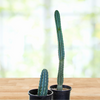 Peruvian Apple Cactus Plant