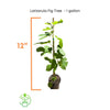 Ficus carica 'Lattarula', Italian Honey Fig Tree, Live Fruit Plant