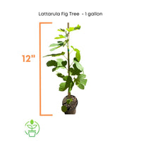 Ficus carica 'Lattarula', Italian Honey Fig Tree, Live Fruit Plant