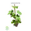 Ficus carica 'Lattarula', Italian Honey Fig Tree, Live Fruit Plant