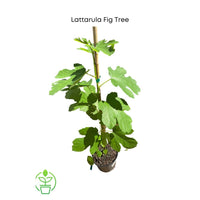 Ficus carica 'Lattarula', Italian Honey Fig Tree, Live Fruit Plant