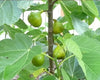 Ficus carica 'Lattarula', Italian Honey Fig Tree, Live Fruit Plant