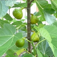 Ficus carica 'Lattarula', Italian Honey Fig Tree, Live Fruit Plant