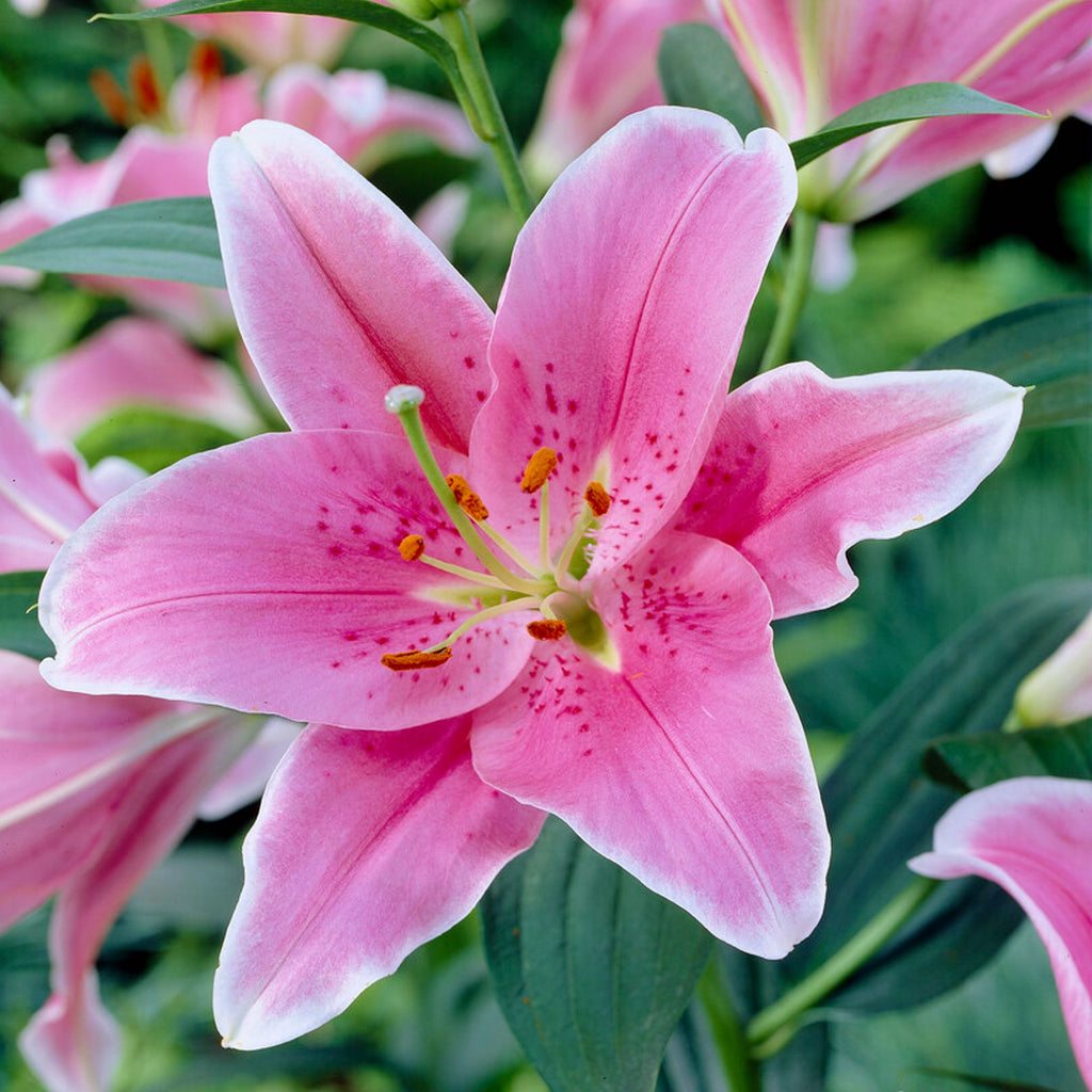 Lilium 3 Bulbs - Oriental Lily Sorbonne By Easy To Grow Bulbs