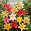 Lilium 12 Bulbs - Asiatic Lily Mix By Easy To Grow Bulbs
