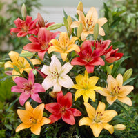 Lilium 12 Bulbs - Asiatic Lily Mix By Easy To Grow Bulbs