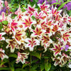 3 Lilium Bulbs - Orienpet Lily Candy Club By Easy To Grow Bulbs