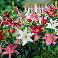 Lilium 12 Bulbs - Oriental Lily Fragrant Mix By Easy To Grow Bulbs