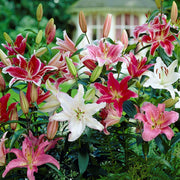 Lilium 12 Bulbs - Oriental Lily Fragrant Mix By Easy To Grow Bulbs