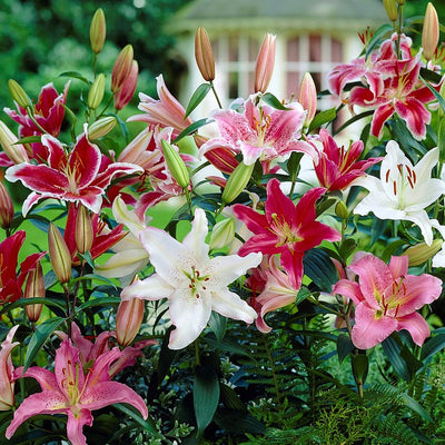 Lilium 12 Bulbs - Oriental Lily Fragrant Mix By Easy To Grow Bulbs