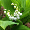 Lily of the Valley (25 Flowering Size Pips) - Fragrant Grower's Bunch By Easy to Grow Bulbs