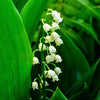 Lily of the Valley (25 Flowering Size Pips) - Fragrant Grower's Bunch By Easy to Grow Bulbs
