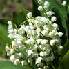 Lily of the Valley (25 Flowering Size Pips) - Fragrant Grower's Bunch By Easy to Grow Bulbs