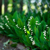 Lily of the Valley (25 Flowering Size Pips) - Fragrant Grower's Bunch By Easy to Grow Bulbs