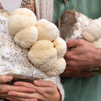 Premium Lion's Mane Mushroom Fruiting Block Grow Kit - 5 LBS