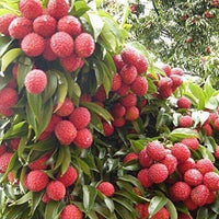 Litchi Chinensis 5 Seeds, Fragrant Chinese Strawberry Lychee Fruit Tree