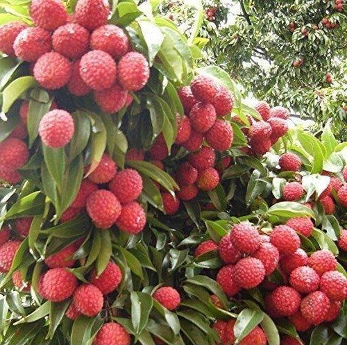 Litchi Chinensis 5 Seeds, Fragrant Chinese Strawberry Lychee Fruit Tree