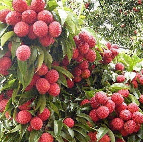 litchi plant seed Litchi Chinensis 5 Seeds, Fragrant Chinese Strawberry Lychee Fruit Tre