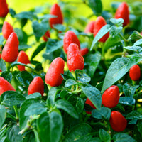 Little Elf Pepper Seeds, Hungarian Garden Vegetables