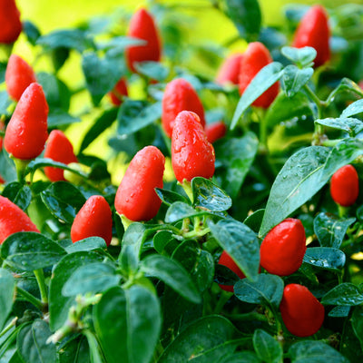 Little Elf Pepper Seeds, Hungarian Garden Vegetables