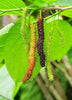 Morus nigra, Rare Mulberry 'Pakistan' Fruit - Live Plant