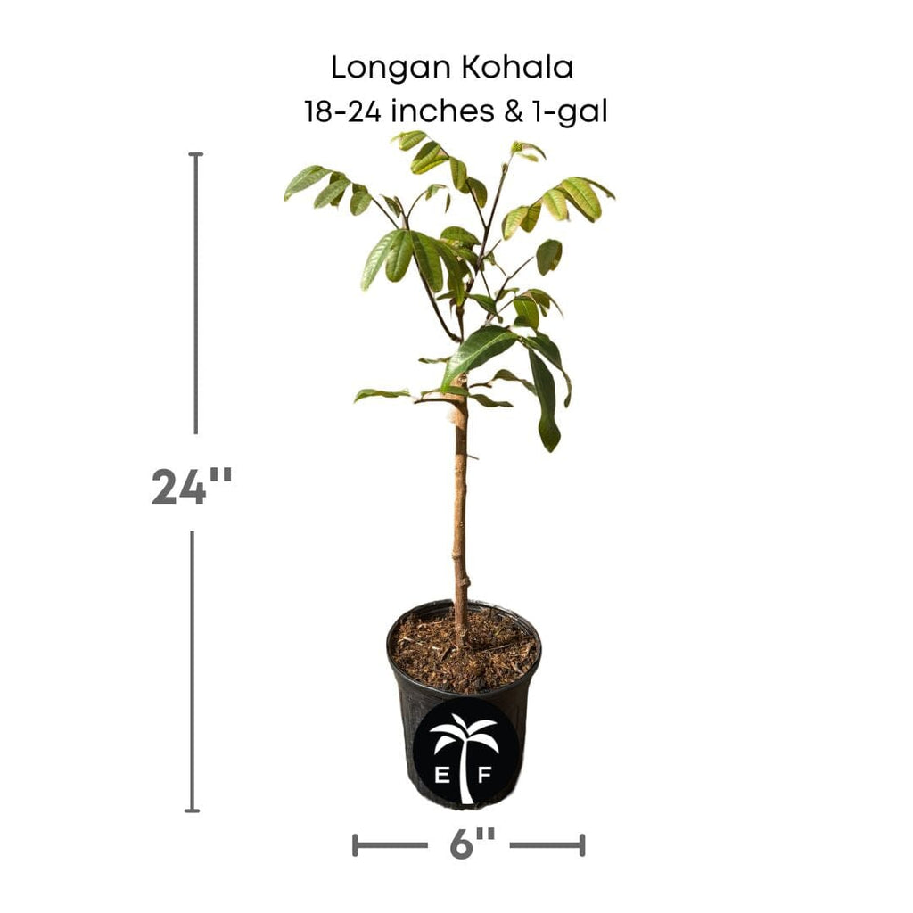 Dimocarpus Longan Kohala Tree, Air-Layered Live Plant