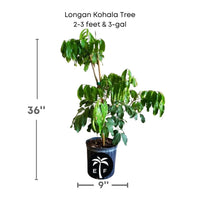 Dimocarpus Longan Kohala Tree, Air-Layered Live Plant