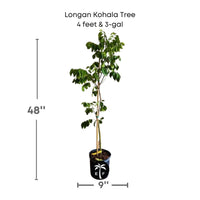 Dimocarpus Longan Kohala Tree, Air-Layered Live Plant