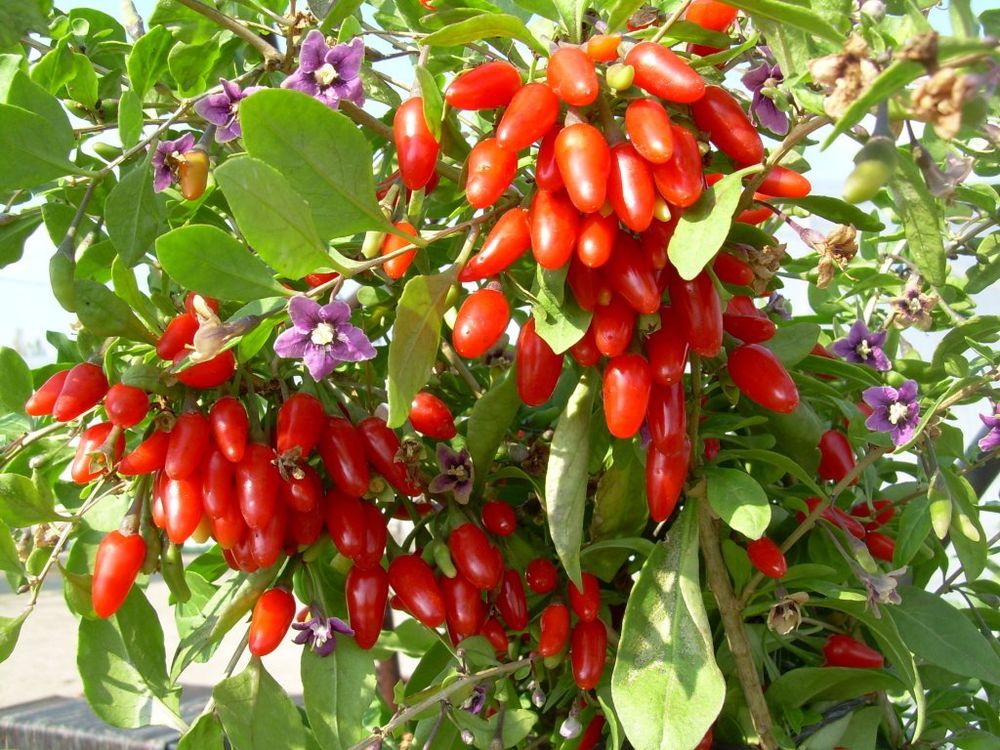 Lycium Barbarum .5 (Half) Gram of Seeds, Goji Berry Wolfberry Fruit Vi ...