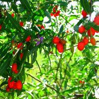 Plantas De Goji - LYCIUM BARBARUM - The Original Garden