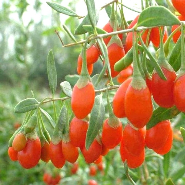 Lycium Barbarum .5 (Half) Gram of Seeds, Goji Berry Wolfberry Fruit Vining  Shrub